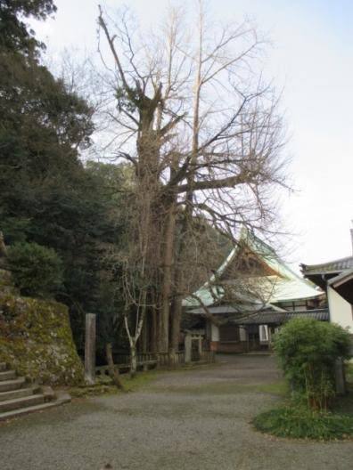 樹齢800年の大銀杏（愛媛県指定天然記念物）の画像
